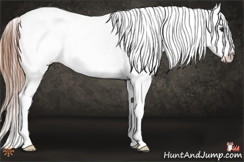 Horse Color:Chestnut Appaloosa 