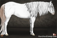 Horse Color:Chestnut Appaloosa 