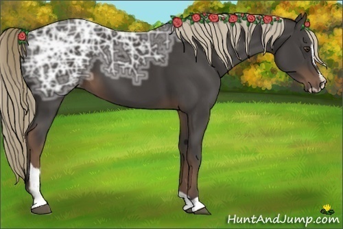 Horse Color:Liver Chestnut Ice Sabino 