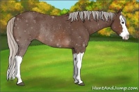 Horse Color:Silver Brown Roan Splash Rabicano 