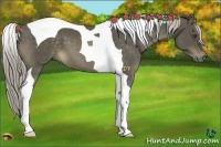 Horse Color:Chocolate Palomino Tobiano 