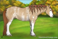 Horse Color:White Spotted Red Dun Sabino Rabicano