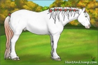Horse Color:White Spotted Amber Champagne Dun Frame Appaloosa 