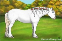 Horse Color:Gold Champagne Roan Dun Splash Frame Near Leopard Rabicano 