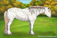 Horse Color:White Spotted Classic Cream Champagne Dun Sabino Appaloosa