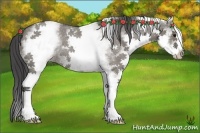 Horse Color:White Spotted Smoky Grullo Roan 