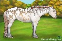 Horse Color:Buckskin Dun Appaloosa 