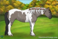 Horse Color:Grullo Tobiano Rabicano