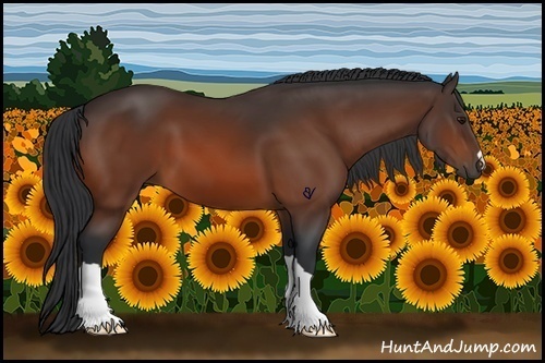 Horse Color:Bay 