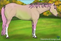 Horse Color:Watercolor Bay 