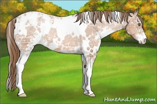 Horse Color:White Spotted Bay Ice Pearl Sabino Appaloosa 