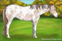 Horse Color:White Spotted Bay Ice Pearl Sabino Appaloosa 