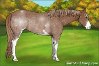 Horse Color:Chestnut Sabino Rabicano 