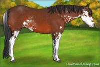 Horse Color:Bay Sabino 
