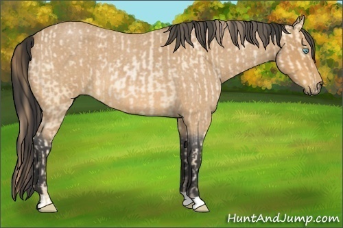Horse Color:Buckskin Roan Pearl and Buckskin Roan