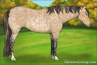 Horse Color:Buckskin Roan Pearl and Buckskin Roan