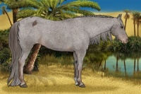 Horse Color:Liver Chestnut Appaloosa 