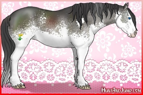 Horse Color:White Spotted Black Splash