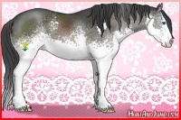 Horse Color:White Spotted Black Splash
