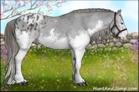 Horse Color:White Spotted Black Splash Appaloosa 