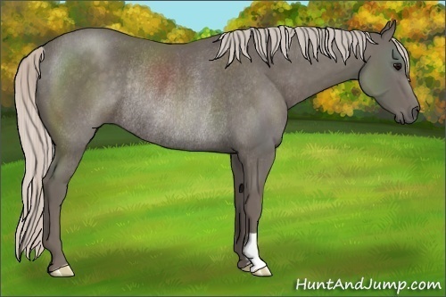 Horse Color:Silver Black Frame Rabicano