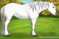 Horse Color:White Spotted Brown Snowflake Varnish