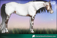 Horse Color:White Spotted Liver Red Onyx Appaloosa
