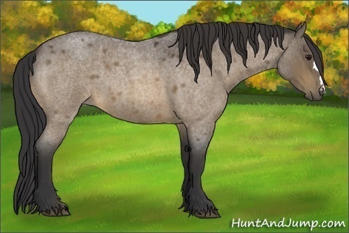 Horse Color:Buckskin Roan 