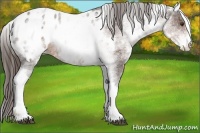 Horse Color:White Spotted Liver Chestnut Blanket 