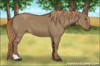 Horse Color:Liver Red Dun Tobiano 