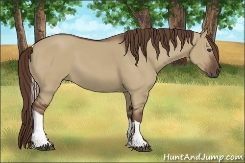 Horse Color:Liver Red Dun Tobiano