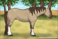 Horse Color:Liver Red Dun Tobiano