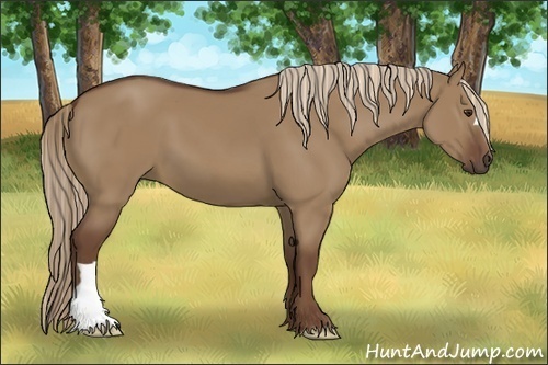 Horse Color:Liver Red Dun 