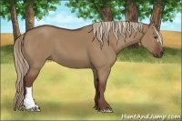 Horse Color:Liver Red Dun