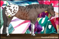 Horse Color:Bay Sabino Tobiano Appaloosa