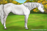 Horse Color:Gray Black 