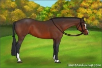 Horse Color:Bay Sabino 