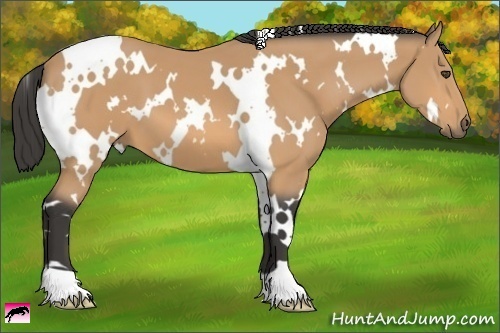 Horse Color:White Spotted Buckskin 