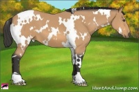 Horse Color:White Spotted Buckskin