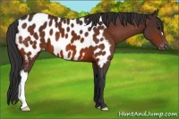Horse Color:Bay Appaloosa