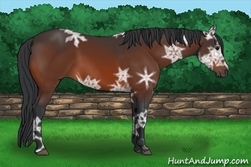 Horse Color:Bay Ice 
