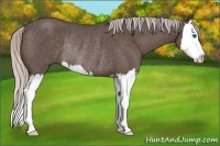 Horse Color:Silver Blue Roan Splash Rabicano 