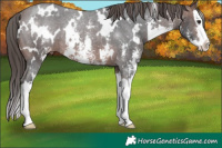 Horse Color:White Spotted Brown Sabino Splash Varnish Rabicano 