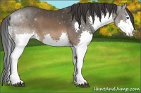 Horse Color:Brown Sabino Splash 