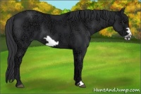 Horse Color:Black Ice Frame