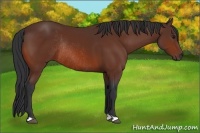 Horse Color:Bay Rabicano 