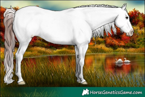 Horse Color:Chocolate Brown Sabino Appaloosa Rabicano 