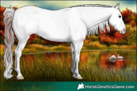 Horse Color:Chocolate Brown Sabino Near Leopard Rabicano