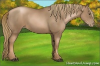 Horse Color:Liver Chestnut Pearl