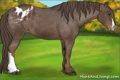 Horse Color:Liver Chestnut Appaloosa 